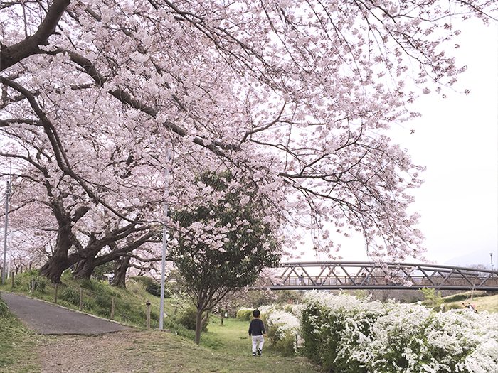 厚木 海老名の桜 お花見スポット18 Noma