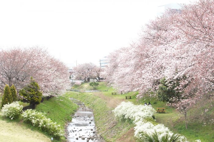 厚木 海老名の桜 お花見スポット18 Noma