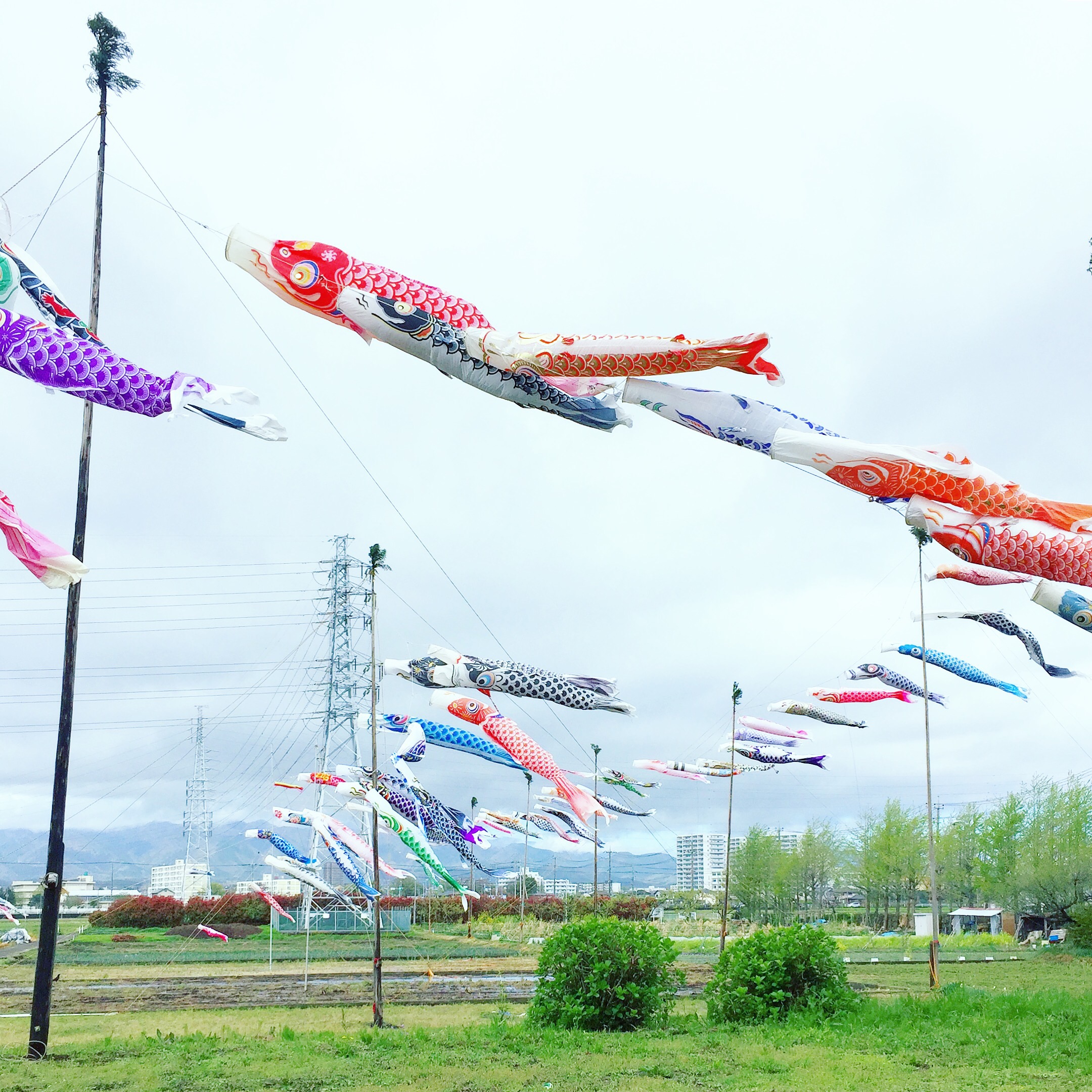 厚木と海老名の空を泳ぐ鯉のぼり - 海老名と厚木を彩る情報＆WEB